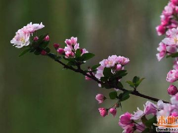 2020年北京五一赏花的地方有哪些几个排行榜
