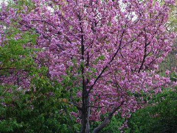 玉渊潭公园游玩攻略樱花节时间是几月几日、门票成人票是多少钱一张是多少钱