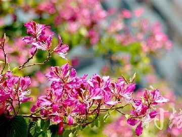<b>太平有什么好玩的？森林公园游玩攻略门票免费吗?紫荆花看花去哪里好</b>
