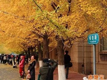 沈阳赏银杏的地方有哪些  校园银杏之路