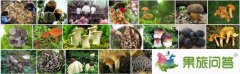 六月是去云南最美的旅游季节——云南野生菌