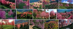 大理无量山的樱花谷的樱花开了吗？大理无量山地图