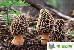 云南人带你品尝六月云南野生菌_有毒野生菌区分攻略