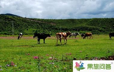 香格里拉大草原-昆明国旅告诉您,云南旅游怎样管住自己的钱包