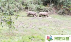 版纳旅游可以看到犀牛啦！云南普洱国家公园犀牛坪景区正式开放