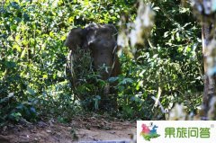 西双版纳野象谷景区 我看到了真正的野象