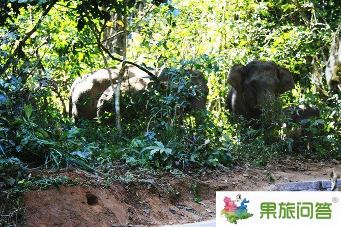 西双版纳野象谷景区 我看到了真正的野象