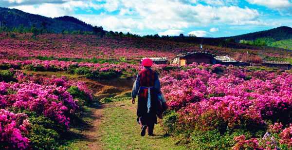这个季节是香格里拉花季,现在去云南旅游安全吗?云南旅游十一旺季去云南旅游安全了吗?