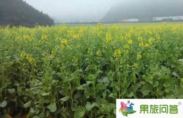 2015今年罗平油菜花节什么时侯开?