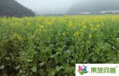 <b>2020今年罗平油菜花节什么时侯开?</b>