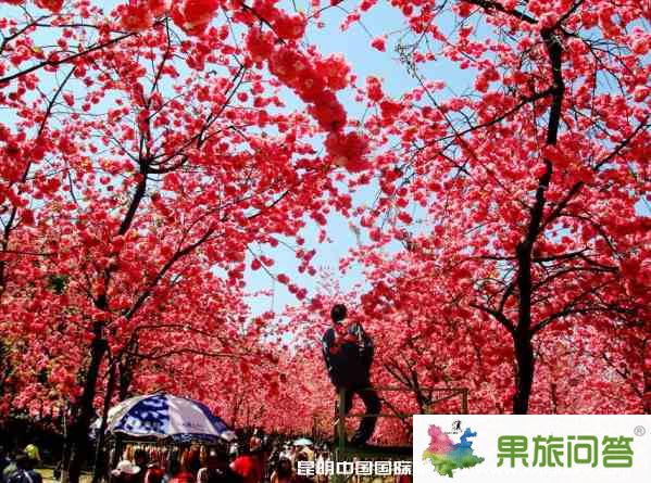 昆明市区旅游攻略：马年2.14情人节昆明市区有什么好玩的？