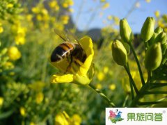 <b>今年云南2020罗平国际油菜花文化旅游节是开了吗始?</b>