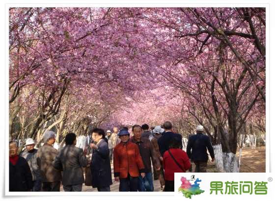 昆明圆通山动物园樱花