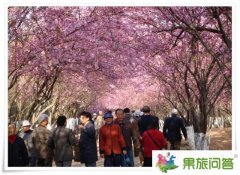 今年圆通山的樱花开了没啊？昆明樱花节是什么时候？