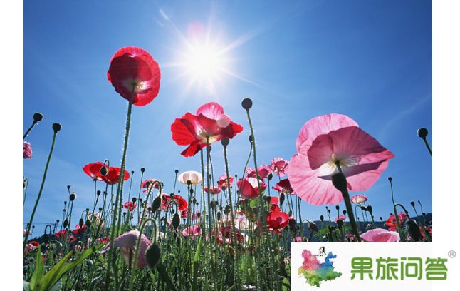 罂粟花图片