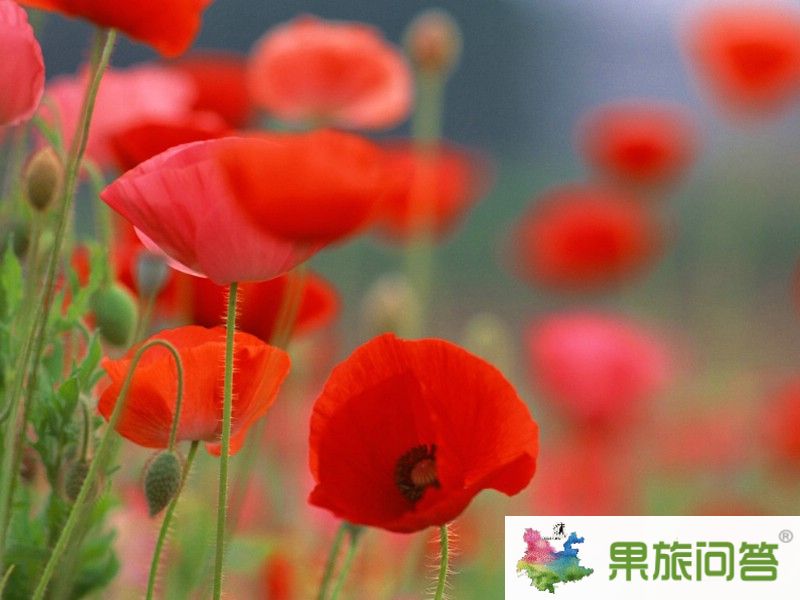 罂粟花